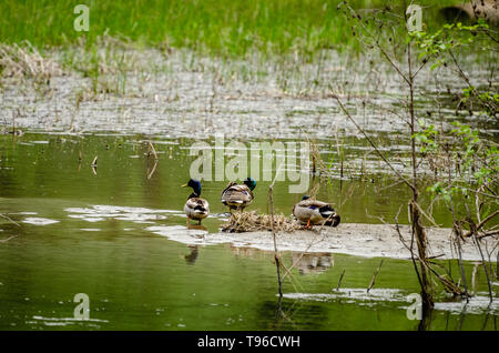 Stockenten Am kleinen Spokane Natural Area Stockfoto