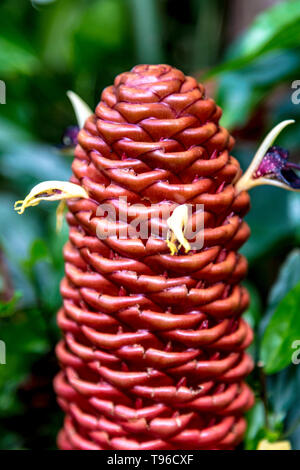 Zingiber spectabile aka Beehive Ginger, Kew Gardens, London, Großbritannien Stockfoto