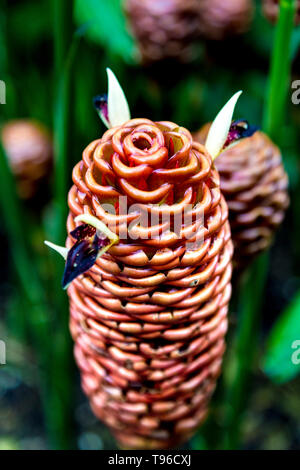 Zingiber spectabile aka Beehive Ginger, Kew Gardens, London, Großbritannien Stockfoto