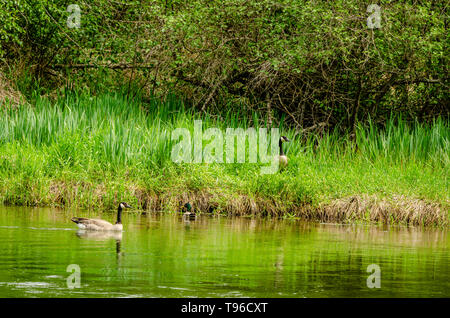 Canada Gänse Am kleinen Spokane Natural Area Stockfoto