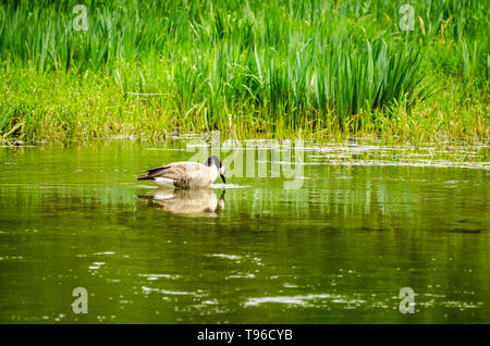 Kanada Gans an der Kleinen Spokane Natural Area Stockfoto