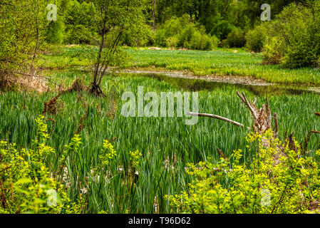 Feuchtgebiet in der Kleinen Spokane Natural Area Stockfoto