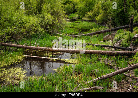 Feuchtgebiet in der Kleinen Spokane Natural Area Stockfoto