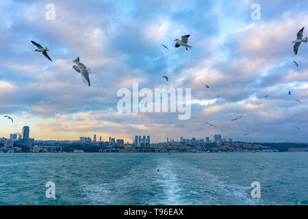 Möwen über dem Meer fliegen, warmen Wetter Stockfoto