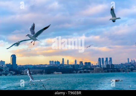 Möwen über dem Meer fliegen, warmen Wetter Stockfoto