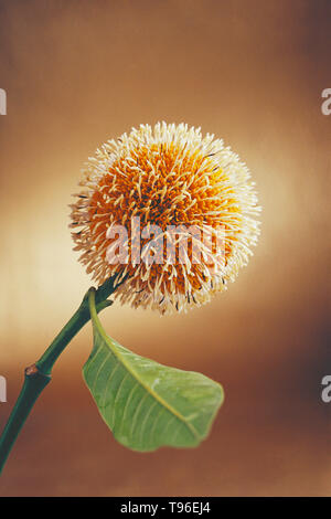 Ungewöhnlich attraktive Blume Stockfoto