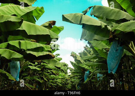 Grüne Blätter in Pfad in eine Banane Erntegut, banana tree Anbau Stockfoto