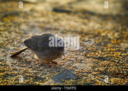 Indische Vögel. Dschungel Schwätzer (Turdoides Striata) Feeds auf Korn placers Stockfoto