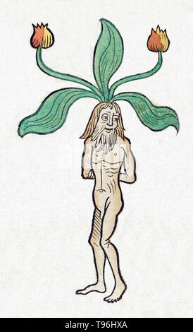 Mandrake ist der gemeinsame Name für die Mitglieder der Gattung Mandragora, besonders die Arten Mandragora Officinarum, der Zugehörigkeit zu der Nachtschatten (Solanaceae). Die Wurzeln manchmal ähneln menschlichen Figuren und ihre Wurzeln haben lange in magischen Ritualen verwendet. Der Legende nach, wenn die Wurzel wird gegraben, es schreit und tötet alle, die es hören. Literatur umfasst komplexe Anweisungen für die Ernte einer Mandrake root in relativer Sicherheit. Stockfoto