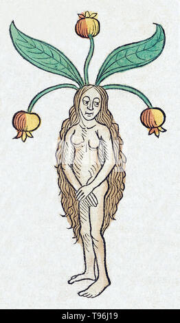 Mandrake ist der gemeinsame Name für die Mitglieder der Gattung Mandragora, besonders die Arten Mandragora Officinarum, der Zugehörigkeit zu der Nachtschatten (Solanaceae). Die Wurzeln manchmal ähneln menschlichen Figuren und ihre Wurzeln haben lange in magischen Ritualen verwendet. Der Legende nach, wenn die Wurzel wird gegraben, es schreit und tötet alle, die es hören. Literatur umfasst komplexe Anweisungen für die Ernte einer Mandrake root in relativer Sicherheit. Stockfoto