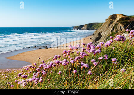 Frühling Blumen an Watergate Bay an der Küste von Cornwall England Großbritannien Stockfoto