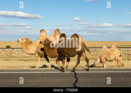 Baktrischen Kamele gehen auf die Straße in die Wüste Gobi, der Inneren Mongolei, China Stockfoto