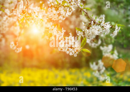 Ziergarten mit majestätisch große blühende Kirschbäume und Apfelbäume auf einer frischen, grünen Rasen. Stockfoto