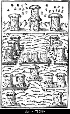 Ein Bienenstock ist ein geschlossener Struktur von Menschen, in der einige honey bee Arten der Untergattung Apis leben und heben ihre Jungen. Mehrere Arten von Apis leben in Kolonien, sondern für die honigproduktion der westlichen Honigbiene (Apis mellifera) und der östlichen Honigbiene (Apis cerana) sind die wichtigsten Arten in den Bienenstöcken gehalten. Es gibt vier grundlegende Stile der traditionellen Bienenstock, Schlamm, Lehm/Ziegel Nesselsucht Nesselsucht, skeps und Biene Zahnfleisch. Die Technologie der Imkerei hat im Laufe der Jahrhunderte relativ konstant geblieben. Stockfoto