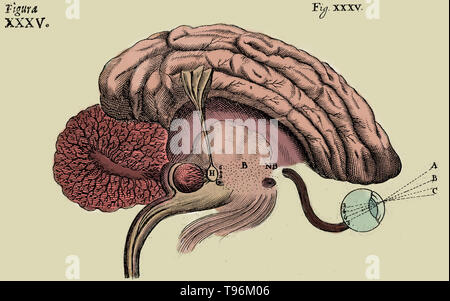 Historische Abbildung des Gehirns, die den Prozess des Sehens, von Rene Descartes. Das Nervensystem, 1662. Stockfoto