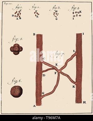 Blutkörperchen, Anthony van Leeuwenhoek, 1719. Holzschnitt, die spermien von Kaninchen (Abbn. 1-4) und Hund (Abbn. 5-8), beobachtet und von Anthony van Leeuwenhoek, 1677 gezeichnet. Leeuwenhoek (1632-1723) war ein niederländischer Wissenschaftler, jetzt als erste Mikrobiologe. Er ist am besten für seine Arbeit an der Verbesserung des Mikroskops und für seinen Beitrag zur Schaffung der Mikrobiologie bekannt. Stockfoto