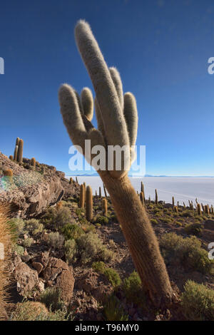 Riesige cardon Kaktus (echinopsis Atacamensis) auf Isla Incahuasi, Salar de Uyuni, Bolivien Stockfoto