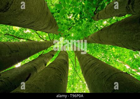 Engen ständigen großen Buchen (Fagus), Ansicht von unten bis in die Baumkronen im Frühling, frisch grün, Colbitz-Letzlinger Heide, Sachsen-Anhalt, Deutschland Stockfoto