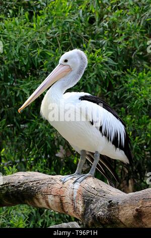 Australian pelican (Pelecanus conspicillatus), Erwachsenen auf Barsch, kuscheligen Creek, South Australia, Australien Stockfoto