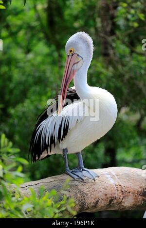 Australian pelican (Pelecanus conspicillatus), Erwachsener, Gefieder, kuscheligen Creek, South Australia, Australien Stockfoto