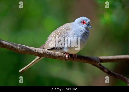 Diamond dove (Geopelia Cuneata), Erwachsener, auf Barsch, kuscheligen Creek, South Australia, Australien Stockfoto