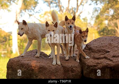 Dingos (Canis familiaris Dingo), Erwachsener, auf den Felsen, Pack, Phillip Island Gippsland, Victoria, Australien Stockfoto