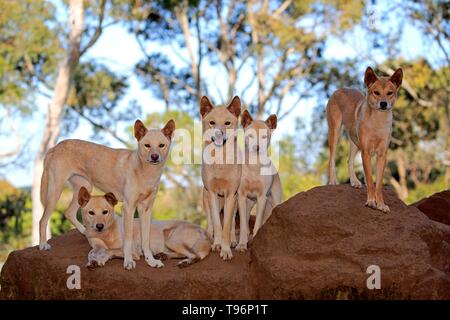 Dingos (Canis familiaris Dingo), Erwachsener, auf den Felsen, Pack, Phillip Island Gippsland, Victoria, Australien Stockfoto