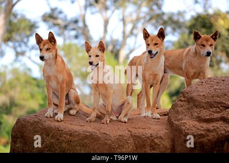 Dingos (Canis familiaris Dingo), Erwachsener, Pack auf Felsen, wachsam, Phillip Island Gippsland, Victoria, Australien Stockfoto