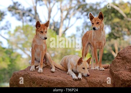 Dingos (Canis familiaris Dingo), Erwachsener, drei auf Rock Lookout, Phillip Island Gippsland, Victoria, Australien Stockfoto