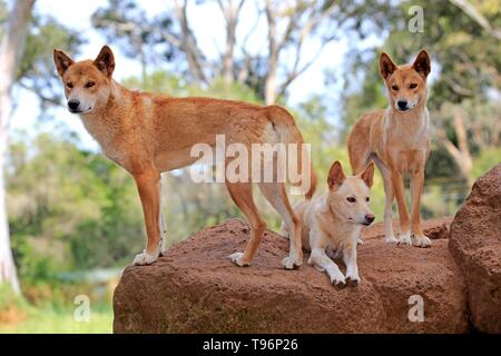 Dingos (Canis familiaris Dingo), Erwachsener, drei auf Rock Lookout, Phillip Island Gippsland, Victoria, Australien Stockfoto