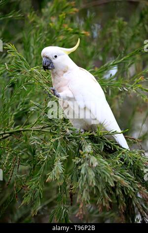 Schwefel-Crested cockatoo (Cacatua galerita), Erwachsener, sitzt im Baum und isst, New South Wales, Australien Stockfoto