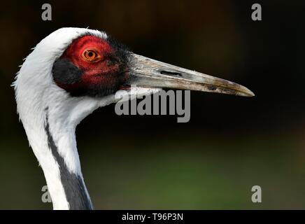 Weiß-naped Crane (Grus vipio), Tier Portrait, Captive, Deutschland Stockfoto