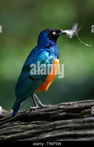 Ausgezeichnete starling (Lamprotornis superbus), mit Nistmaterial im Schnabel, Captive, Deutschland Stockfoto