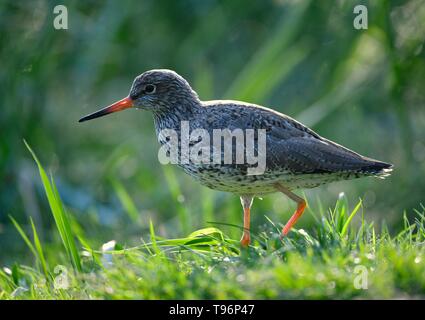 Gemeinsame Rotschenkel (Tringa totanus), läuft in der Wiese, Captive, Deutschland Stockfoto