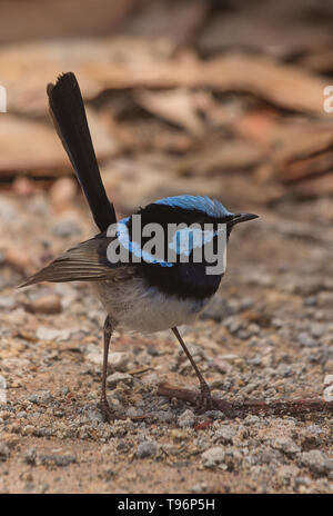 Männlicher Supermärchen (Malurus cyaneus) Stockfoto