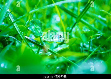 Super Nahaufnahme eines regen Tau Tropfen auf einem Kleeblatt mit Licht in ihm widerspiegeln, zentriert, verschwommene grüne Gras und Klee Pflanzen im Hintergrund. Pu Stockfoto