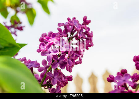 Flieder (Syringa vulgaris) im hellen Sonnenlicht mit einem verschwommenen Lattenzaun im Hintergrund. Syringa vulgaris ist die Blume der neuen H Stockfoto