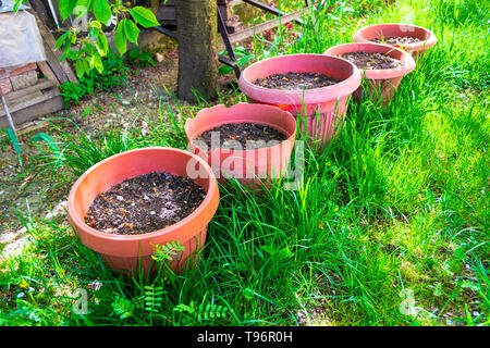 Fünf große Blumentöpfe mit Garten Blumenerde unter einem Baum, in frische grüne Gras, Warten auf Blumen oder kleine Bäume in sie gepflanzt haben. Ho Stockfoto