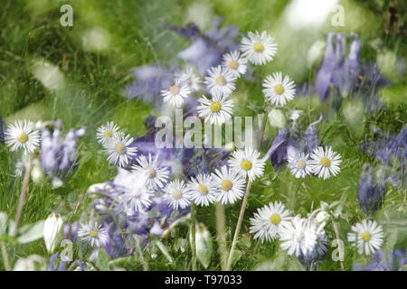 Doppelbelichtung blaue Akelei Blumen und weiß gelb Gänseblümchen Stockfoto