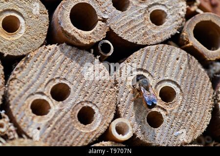 Red Mason bee Inspektion eines potentiellen Nistplatz. Stockfoto