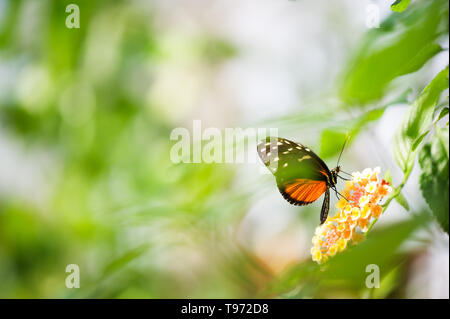 Tiger longwing Schmetterling (Heliconius hecale) Fütterung auf eine Blume. Stockfoto