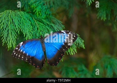 Metallic Blue morpho Butterfly ruht auf Cypress Stockfoto