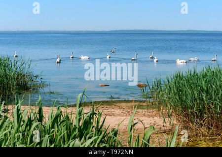 Schwäne auf dem See im Sommer, eine Schar Wasservögel Stockfoto