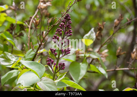 Makro Blick auf Neue blütenknospen auf einem Persischen Fliederbusch im Frühjahr Stockfoto