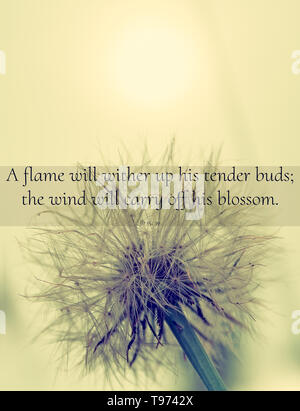 Download Schoene zitate aus der bibel For Android Schoene Zitate Aus Der Bibel