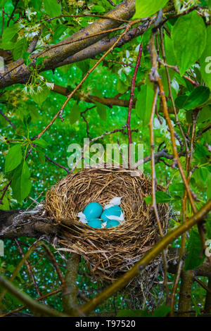 American Robin's Nest (Turdus migratorius) mit blaue Eier im Frühjahr Schnee Blüte Crabapple tree. Weiße Blüten fielen in der ​Nest. Castle Rock Colorado USA. Stockfoto