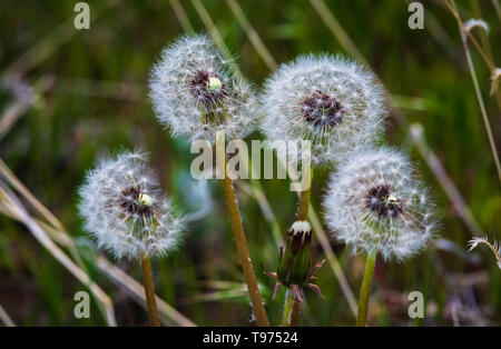 Löwenzahn Samen Köpfe (Taraxacum officinale) im Frühjahr, Castle Rock Colorado USA. Foto im Mai. Stockfoto