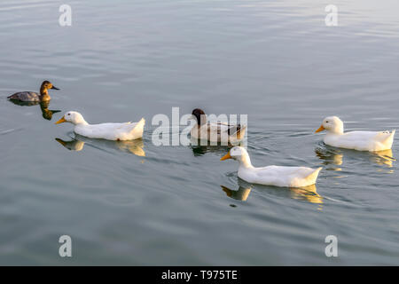 Weiße Enten - eine Gruppe von weißen amerikanischen Pekingenten schwimmen in einem See an einem Abend im Januar. Veteranen Oasis See, Chandler, Arizona, USA. Stockfoto