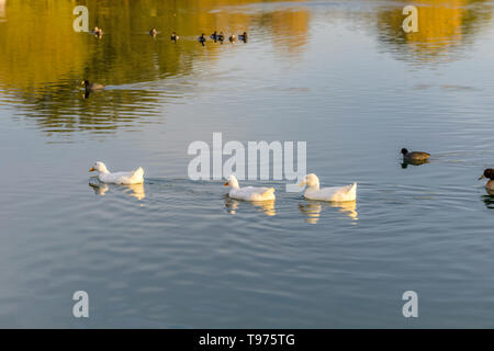 Weiße Enten auf Sonnenuntergang See - eine Gruppe von weißen amerikanischen Pekingenten schwimmen in einem Sonnenuntergang Herbst See. Veteranen Oasis See, Chandler, Arizona, USA. Stockfoto