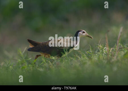 White-breasted Waterhen (Amaurornis phoenicurus). Stockfoto